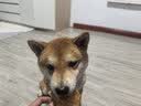 HELLOJOY狗狗零食肉干肉条成犬幼犬通用训狗奖励零食 鸡肉胡萝卜脆60g 实拍图