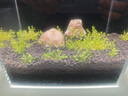 坤宁王金晶超白玻璃鱼缸桌面造景小鱼缸家用客厅裸缸一体缸20*14*16cm 实拍图