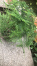 开时果 各类小盆栽绿植素材苗 小叶赤楠造景微景观植物盆景源头直发包邮 文竹（小盆） 实拍图