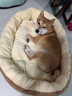 【京东快递】猫咪保暖加厚椭圆窝封闭式宠物窝小型犬狗窝猫咪窝 奶茶色 XL85*70（40斤） 实拍图