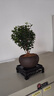开时果 小叶赤楠盆景摆件 办公室桌面绿植花卉好养盆栽植物源头直发包邮 【热销款】舍得紫砂盆+黑石+底座 实拍图