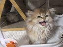茨格曼猫梳子猫咪梳毛专用去浮毛梳毛刷毛神器清理长毛排梳针梳 实拍图