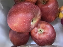 京鲜生 甘肃天水花牛苹果 又大又红 净重10斤 单果200g以上 新鲜水果  实拍图