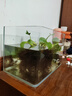 高清热弯浮法透明玻璃鱼缸客厅家用造景装饰生态中小型生态金鱼缸 热弯鱼缸-裸缸 长35*宽20*高22cm 实拍图