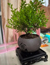 开时果 小叶赤楠盆景摆件 办公室桌面绿植花卉好养盆栽植物源头直发包邮 【热销款】舍得紫砂盆+黑石+底座 实拍图
