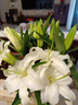 悦多彩AB级优质香水百合 家庭办公室各色生活鲜花 昆明基地 现采直发 白色百合10朵（双头5枝） 实拍图