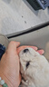 舒腾比熊幼犬纯种宠物狗狗纯种比熊犬活体比熊法国卷毛小体活宠物狗  宠物级 精品小体比熊 公 实拍图
