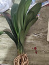 大盆君子兰盆栽名贵国宝级花卉苗绿植物圆头和尚室内客厅四季好养 大苗当年开花】12-14片叶子+带土 送肥料 实拍图
