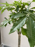叹为观止大型植物发财树各种大颗盆栽开业乔迁客厅办公室内好养大型花卉 单杆发财树【1.1-1.3米】 不含盆 实拍图