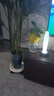 奥美优花盆底座托盘带轮接水盘可移动万向轮增高加厚树脂滑轮大花盆托架 实拍图