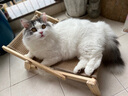 喵仙儿猫抓板猫窝剑麻不掉屑猫躺椅实木猫床耐抓猫沙发四季通用猫爬架 实拍图
