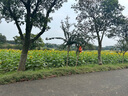 尚烤佳（Suncojia）固体蜡块 酒精锅燃料块 引火块 干锅小火锅烧烤点碳引燃块约1斤 实拍图