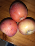 正宗山东烟台红富士苹果新鲜水果当季栖霞脆甜冰糖心红富士苹果 带箱1斤 实拍图