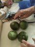 京鲜生 绿宝香瓜甜瓜  4粒装 单果200g起 中秋生鲜水果 实拍图