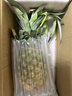 佳农 黑钻菠萝1粒装 菲律宾凤梨 净重2斤起 生鲜水果 源头直发 包邮 实拍图
