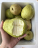 京觅福建芭乐 白心芭乐 土番石榴单果150g 4.5斤装 实拍图