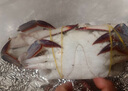 梭子蟹鲜活特大野生舟山大螃蟹海鲜新鲜冷冻海蟹水产飞蟹白蟹顺丰 3-5两/只 【净重3斤舟山梭子蟹】 实拍图