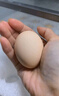 可生食鸡蛋含DHA无抗Omega-3 新鲜鸡蛋 早餐买菜无菌蛋京东包邮 450g DHA鸡蛋10枚 实拍图
