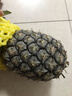 海南金钻凤梨 新鲜水果手撕凤梨孕妇水果 果园直发整箱包邮非菠萝 【尝鲜】1粒装凤梨 单果500g起 实拍图