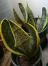佰花锦金边虎皮兰盆栽好养常青绿植好养矮脚花卉室内客厅办公室耐旱 6颗精品金边虎皮兰裸根 整体高度约25-35cm 实拍图