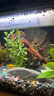 【京东物流】水草套餐 好养耐活真水草植物绿菊大叶绿九冠鱼缸 红波 双头 沉木一份 实拍图