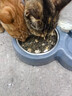 甜浪海猫碗双碗自动喂食器不锈钢狗盆幼猫吃饭喝水防打翻饮水机宠物食盆 实拍图