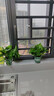 双盟绿萝盆栽除甲醛花卉绿植办公室新房净化空气 120款10盆源头直发 实拍图