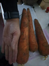 京喜加新鲜现挖现发胡萝卜农家自种蔬菜水果沙地红萝卜 带泥胡萝卜5斤 含箱 实拍图