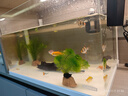 森森 超白玻璃小鱼缸HRK-500套缸款(长50cm)热弯玻璃+过滤器+水草灯 实拍图