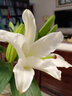 悦多彩AB级优质香水百合 家庭办公室各色生活鲜花 昆明基地 现采直发 白色百合10朵（双头5枝） 实拍图