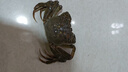 【活蟹】湖中秋色全母大闸蟹3.0-3.3两8只去绳足重螃蟹鲜活海鲜生鲜水产送礼盒源头直发 晒单实拍图