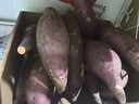 福建漳州六鳌地瓜新鲜红皮红心番薯沙地地瓜小山芋红薯红番薯 5斤中大果【单果约3-7两】宜蒸烤煮粥 实拍图