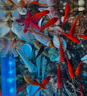 疯狂水草孔雀鱼活体水族宠物观赏鱼冷水耐活小型热带鱼淡水鱼苗 七彩蕾丝孔雀鱼【共6条】 实拍图