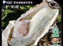 贝司令 鲜活乳山生态生蚝7XL 净重9斤 9-12只 生鲜源头直发 中秋聚餐  实拍图
