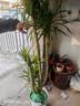叹为观止 大型盆栽 单杆辫子发财树天堂鸟绿萝散尾葵办公室内开业乔迁礼品 多头龙血树1.5-1.7米【钻石盆】 含盆 晒单实拍图