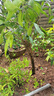 颜怒正宗嫁接砂糖橘子树苗无籽蜜橘树苗盆栽地栽果树苗南方北方种植 黄岩蜜桔 八年大苗 当年结果多多 实拍图