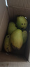 【双十一热卖】玉芒水果芒果新鲜上市 带箱5斤 中大果【单果200-300g】 实拍图