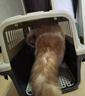 腆宠航空箱国航大号猫箱宠物航空箱狗狗猫包猫笼外出狗狗托运箱 实拍图