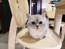 小毛豆猫罐头咕噜罐成幼猫浓汤鲜肉湿粮猫零食金枪鱼鸡肉补水罐头 【鸡肉+虾仁】85g*24罐 实拍图