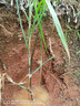 核桃树苗美国碧根果树苗嫁接苗长寿果庭院盆栽地栽果树苗当年结果南方北方种植 3年苗 其它 实拍图