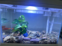 森森（SUNSUN）超白鱼缸一体缸自循环客厅水族箱桌面家用懒人免换水小型金鱼缸 超白HEJ380标配+水溶景 实拍图