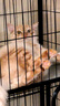 宠乐乖（CHONGLEGUAI）狗笼猫笼狗笼子中小型犬带厕所幼犬折叠便携猫笼子猫咪兔笼700ZG 实拍图
