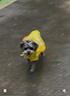 欢宠网狗狗雨衣全包四脚宠物狗小狗大型犬柯基雨披雨天遛狗防水防湿护肚 实拍图