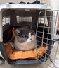 腆宠宠物航空箱小号 猫咪航空箱猫狗 猫包猫笼外出车载猫箱狗狗托运 实拍图
