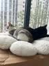 佰萃粮佰萃猫粮金标乖宝旗下成猫宠物猫咪三文鱼油官方正品营养全价猫粮 【幼猫款】三文鱼&鳀鱼 2kg 实拍图