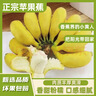 正宗苹果蕉广西香蕉自然熟新鲜水果奶蕉粉蕉小米芭蕉鹏贸 带箱2斤 实拍图