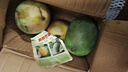 三亚芒果  海南芒果新鲜水果生鲜整箱当季大青皮芒 热带孕妇芒果 5斤装(净果4.5斤)单果200-500g+ 实拍图