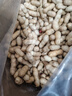 木乃壳 东北红衣生花生四粒红花生果新鲜带壳花生 新货笨炒 （生）红皮花生【5斤批发装】 实拍图