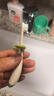 世喜儿童牙刷1-2-3岁婴幼儿宝宝软毛牙刷口腔清洁训练乳牙刷2支装 实拍图