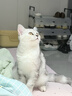 玫斯全新pro无谷物生鲜猫粮1.5kg成猫幼猫通用猫咪主粮英短 实拍图